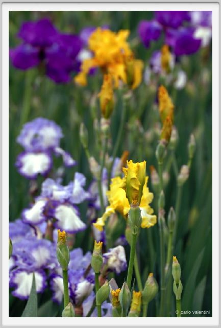girdino_iris11