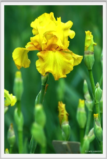 girdino_iris12