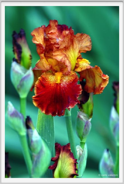girdino_iris13