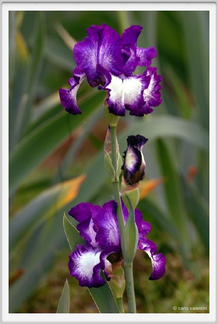 girdino_iris14