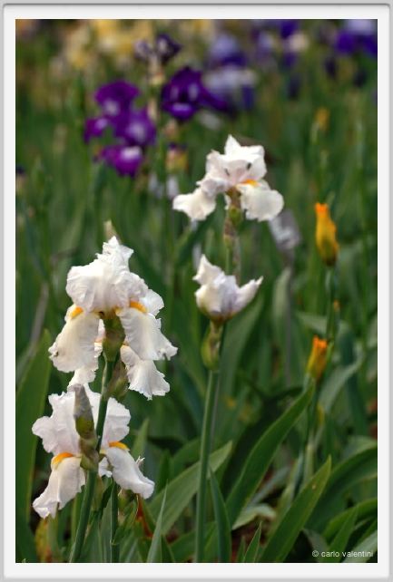 girdino_iris16