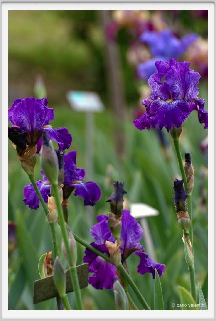 girdino_iris21