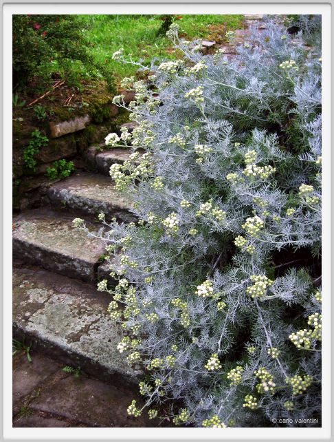 cineraria_marittima01