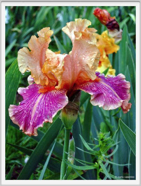 girdino_iris38
