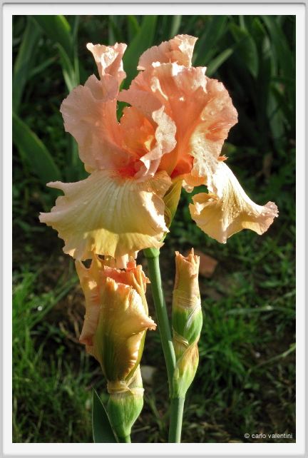 girdino_iris39