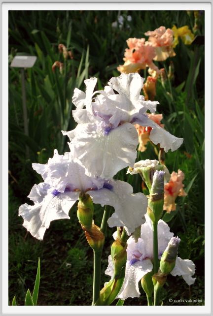 girdino_iris40