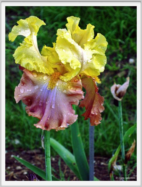 girdino_iris42