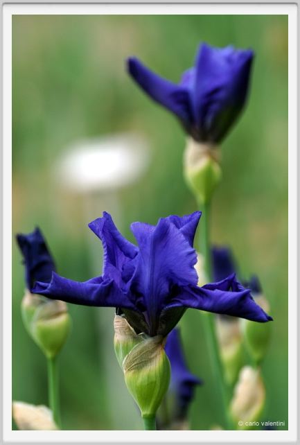 iris01