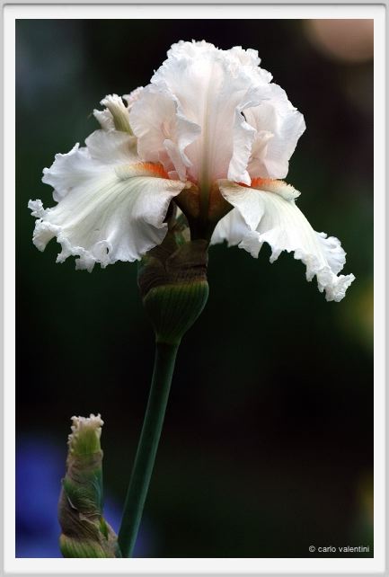 iris02