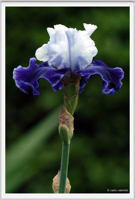 iris03