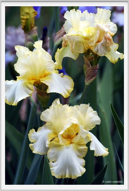iris04