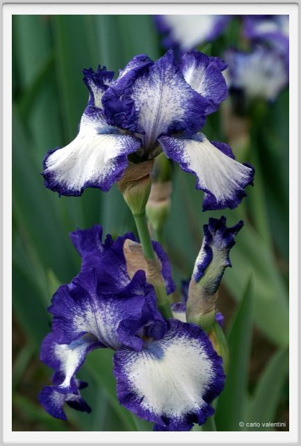 iris05