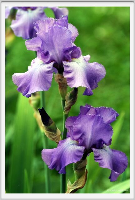 iris06