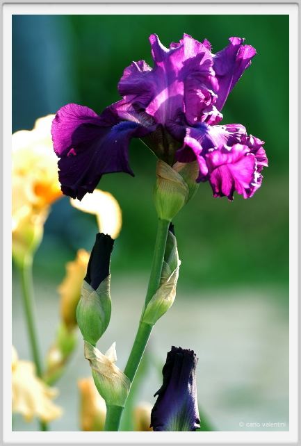 iris07