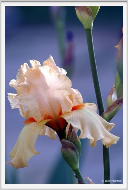 iris08