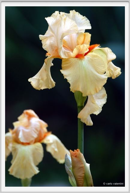 iris09