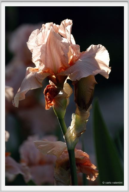 iris11