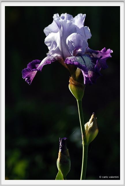 iris13