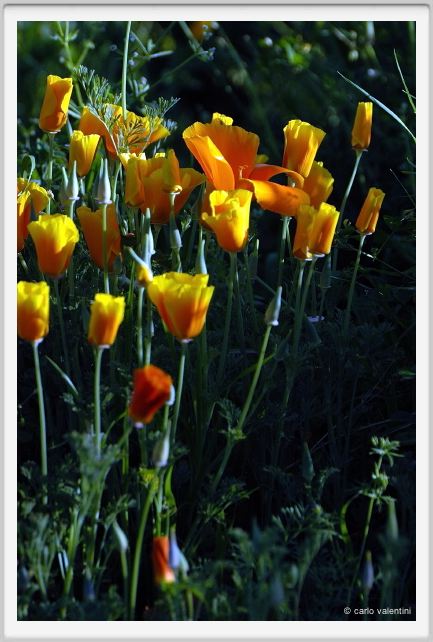 giardino_dell_iris2