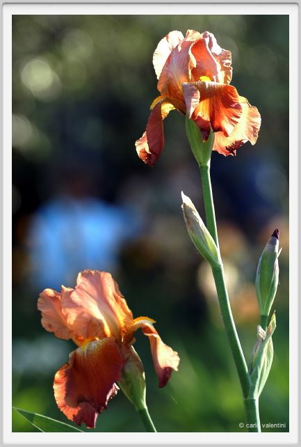 iris14