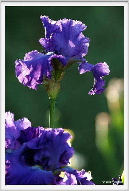 iris15