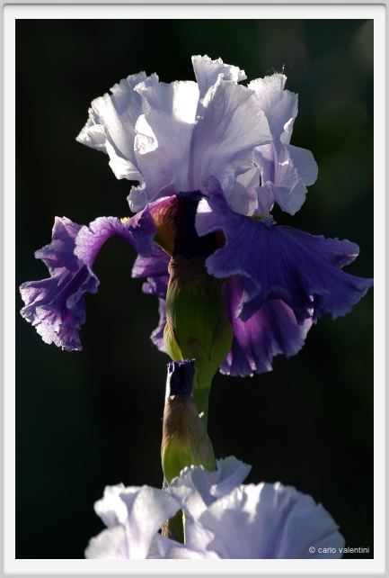 iris16