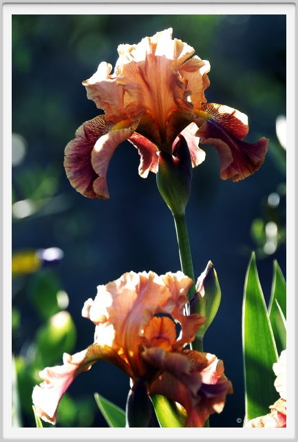 iris18