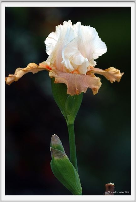 iris19
