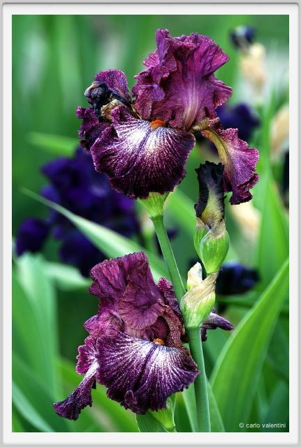iris20