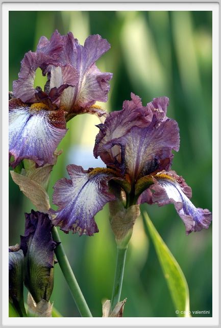 iris22