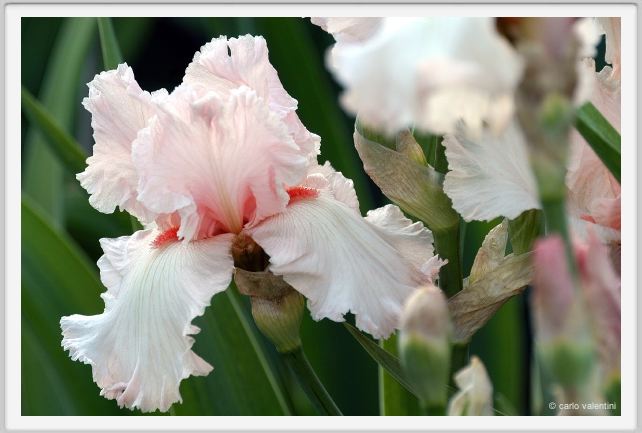 iris23