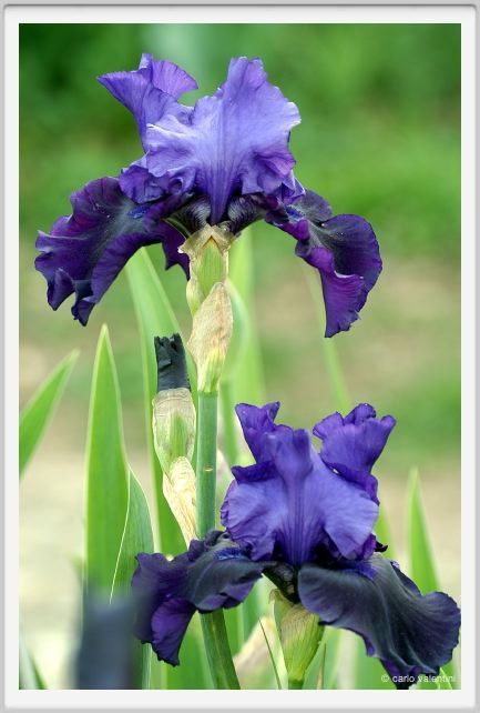 iris24