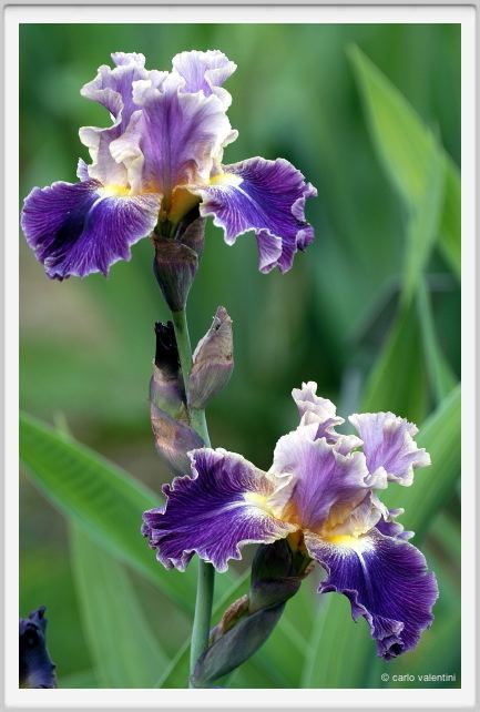 iris25