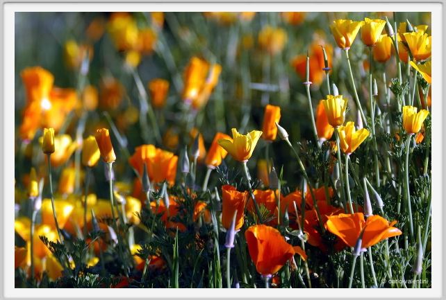 giardino_dell_iris3