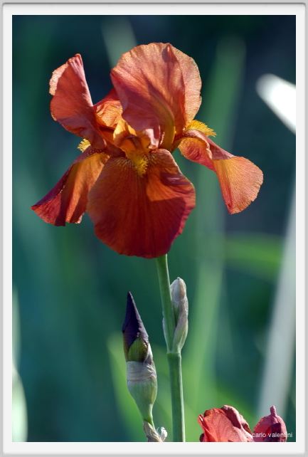 iris27