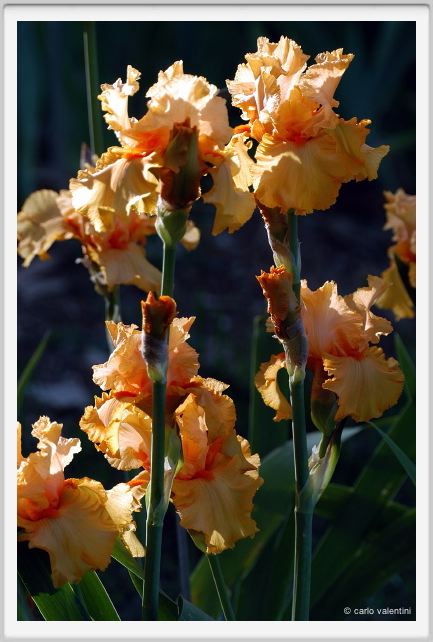 iris28