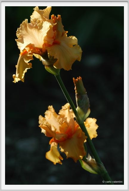 iris29