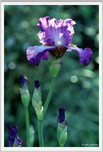 iris30