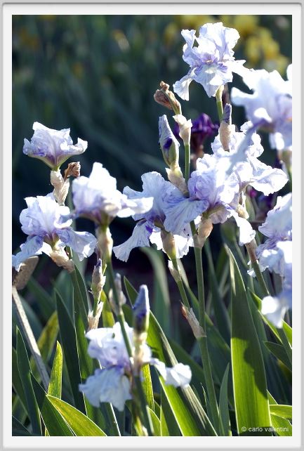iris31