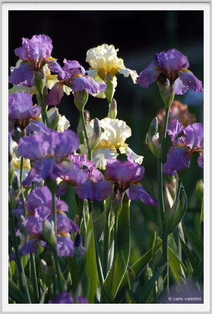 iris32
