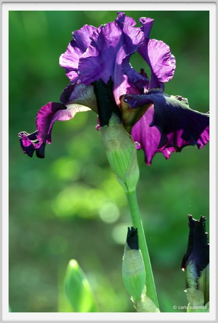 iris33