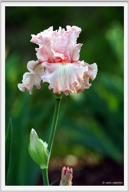 iris36