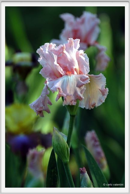 iris37