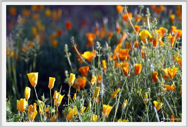giardino_dell_iris5