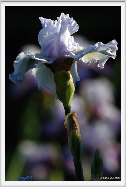 iris38