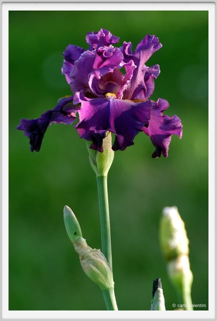 iris39