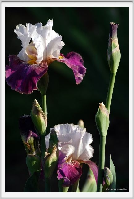iris40