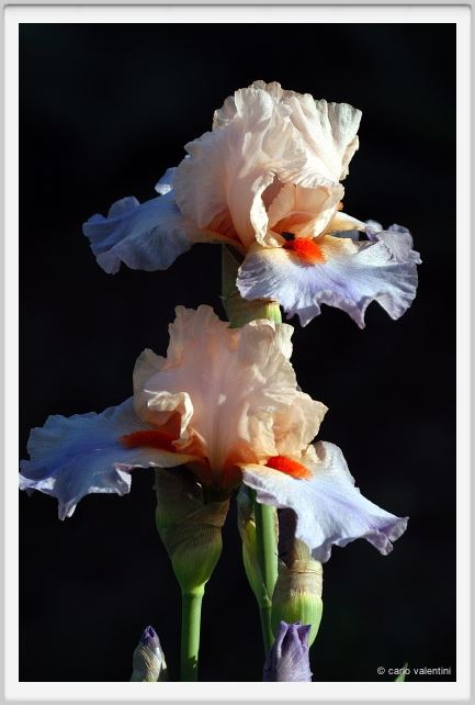 iris41