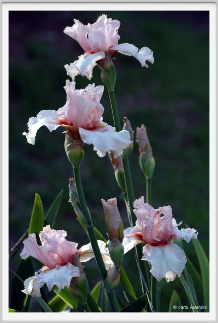 iris42