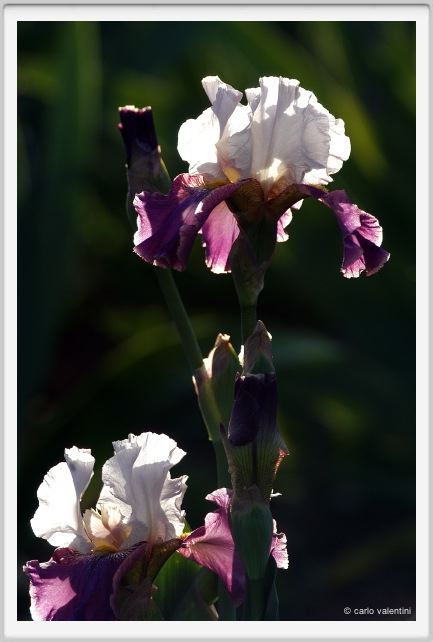 iris43